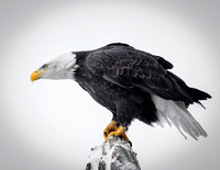 Bald Eagle Chilkat Bald Eagle Preserve-1