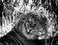 Black&White image Zoo high res-12