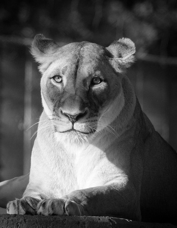 Black&White image Zoo high res-11