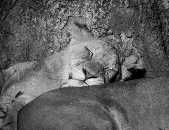 Black&White image Zoo high res-1